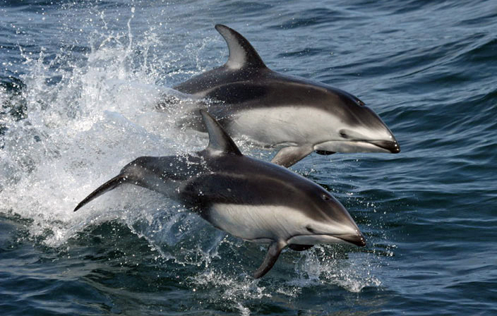 Dolphins