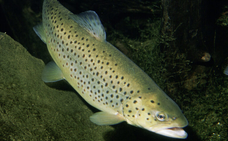 Salmon