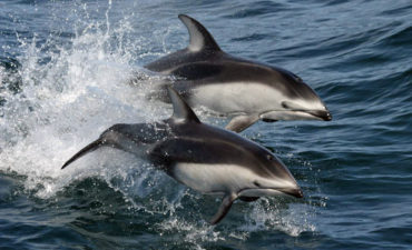Dolphins