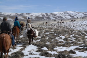Wyoming Horses in Snow