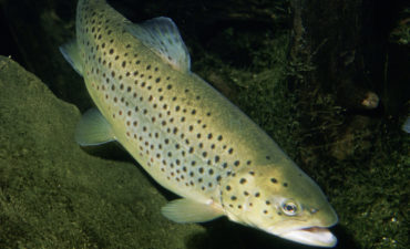 Salmon
